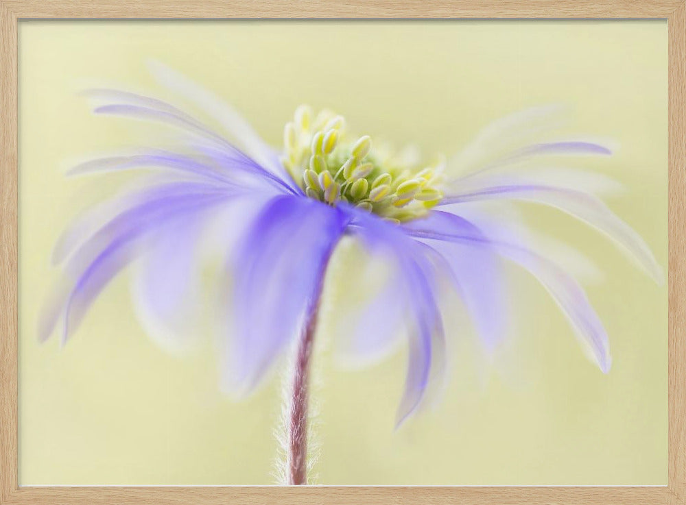 Anemone Blanda | Poster