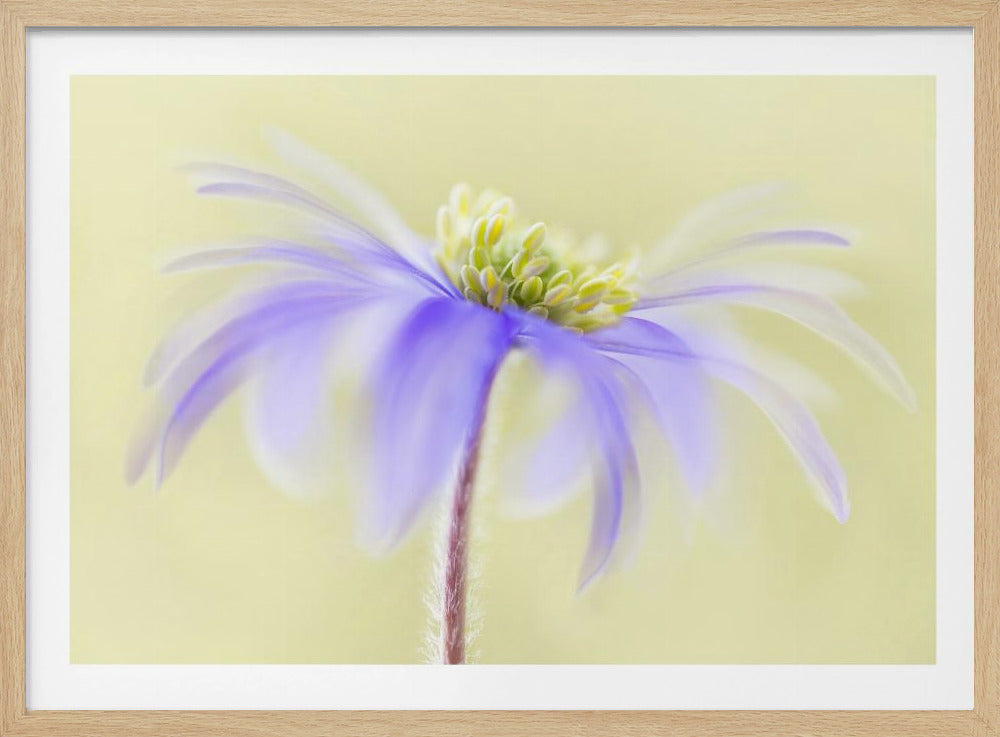 Anemone Blanda | Poster