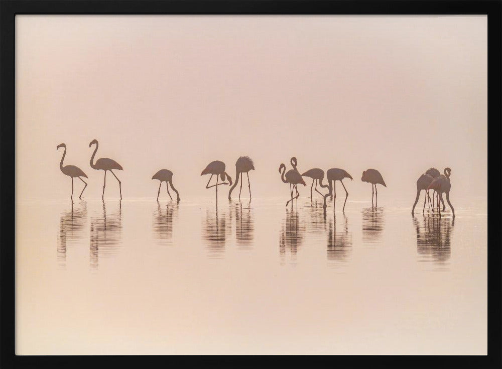Flamingos in the mist | Poster