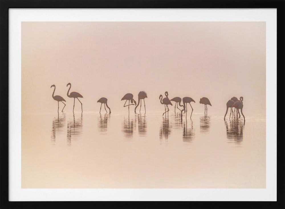 Flamingos in the mist | Poster