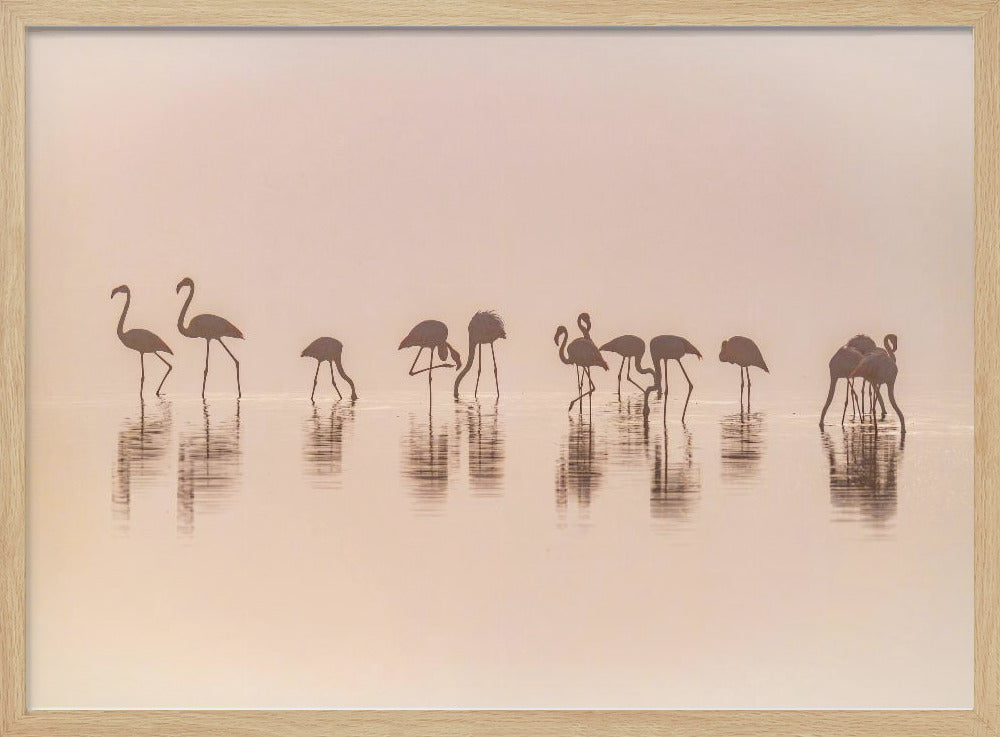 Flamingos in the mist | Poster