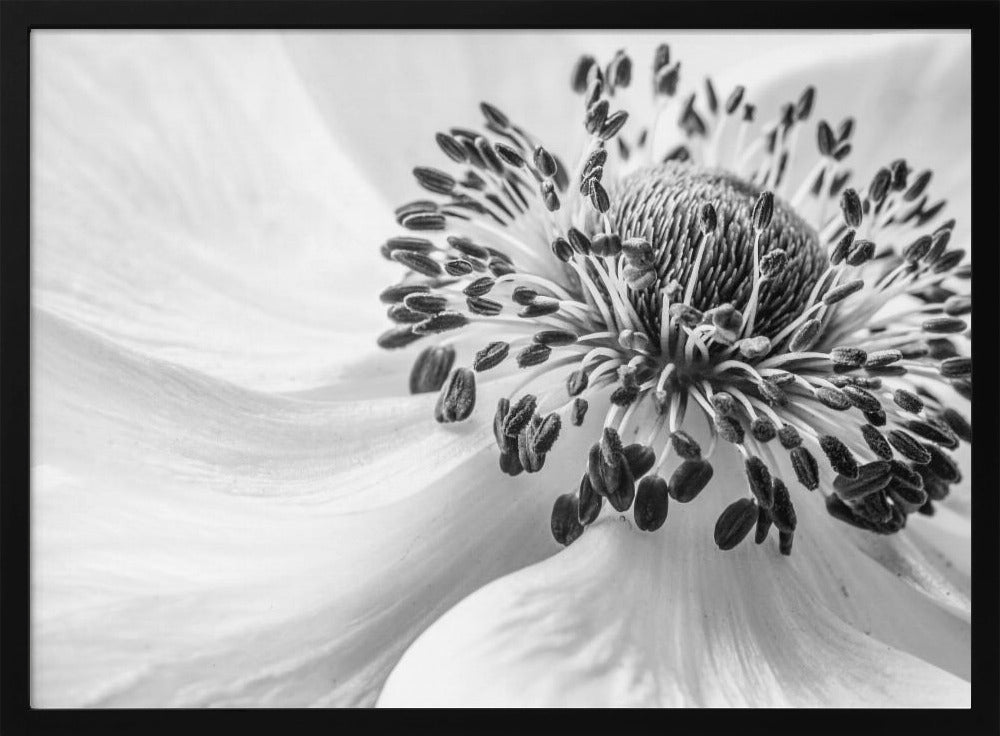 Anemone | Poster