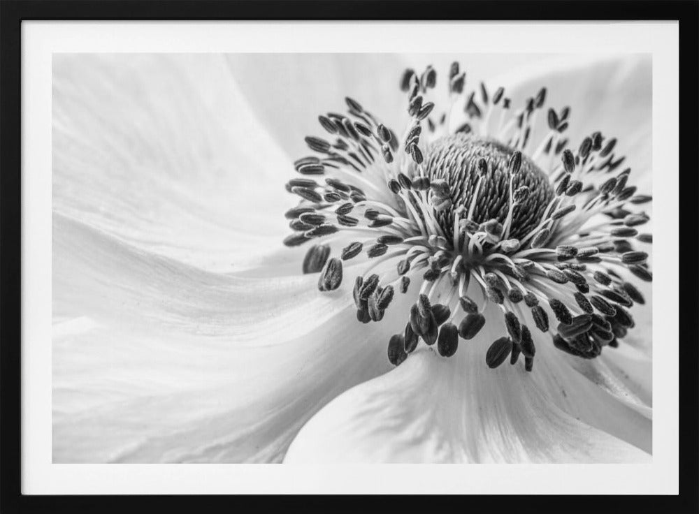 Anemone | Poster
