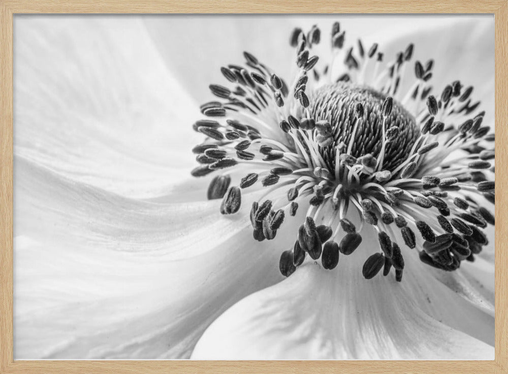 Anemone | Poster