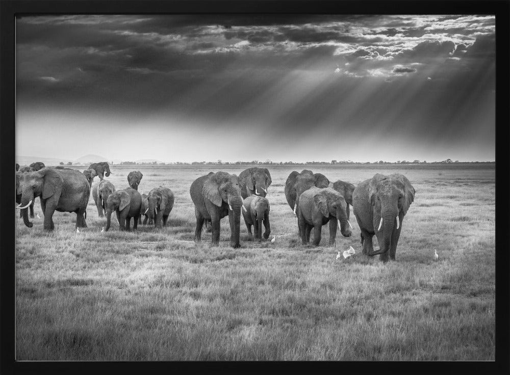 Breakfast with pachyderms | Poster