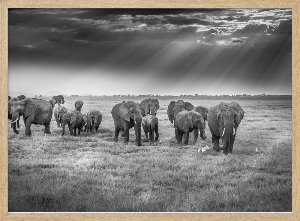 Breakfast with pachyderms | Poster