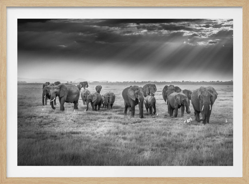 Breakfast with pachyderms | Poster