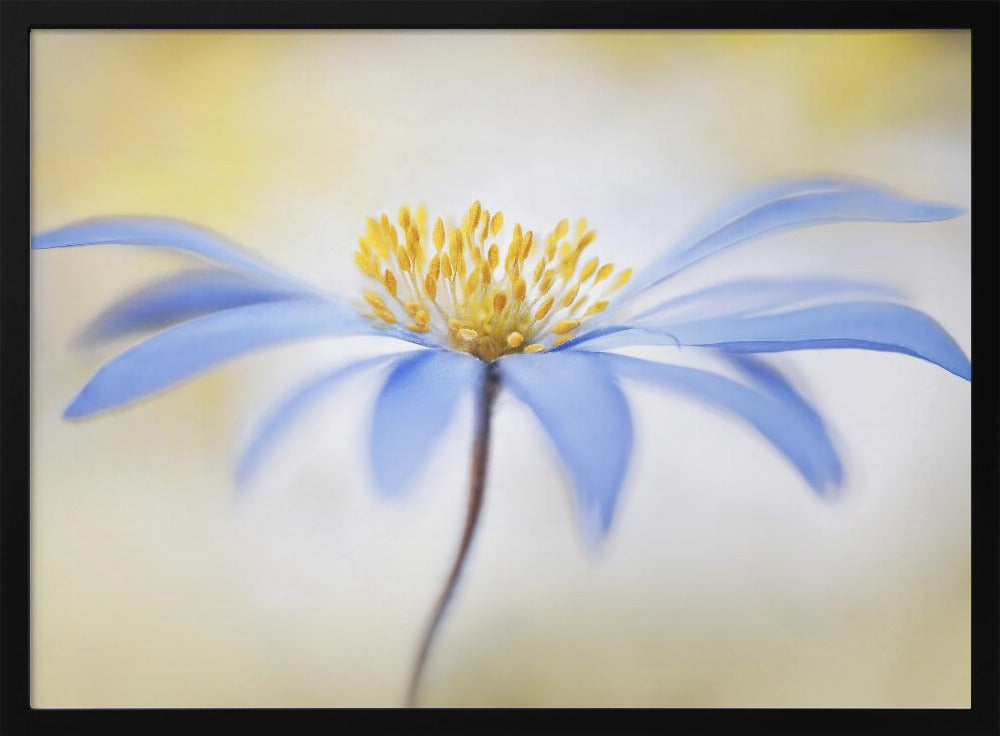 Anemone | Poster