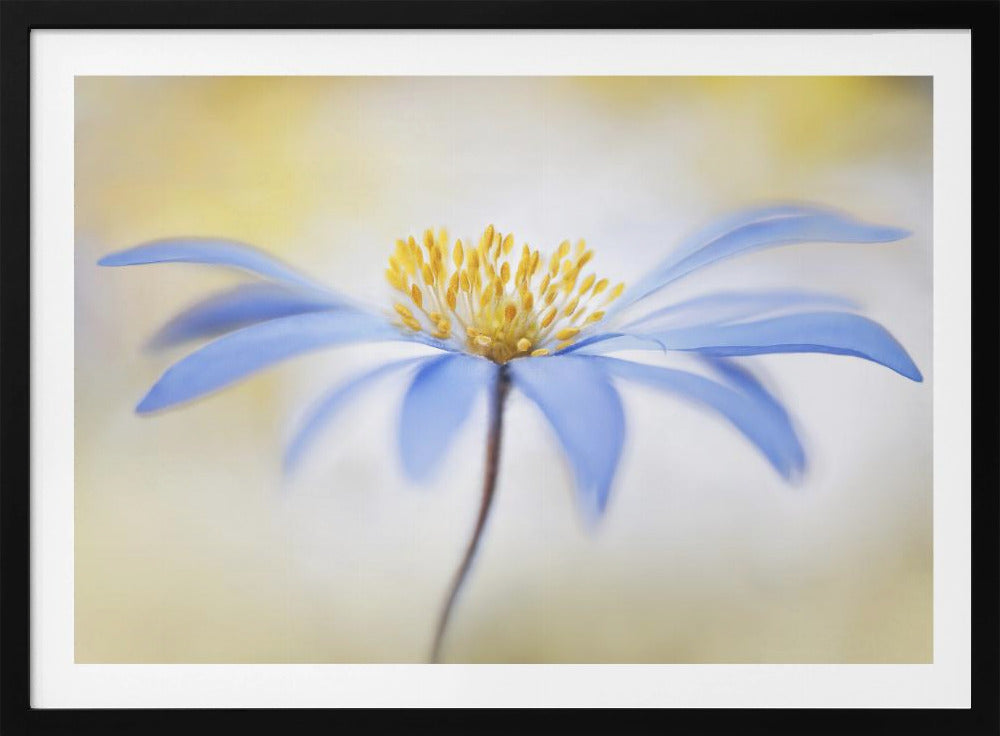 Anemone | Poster