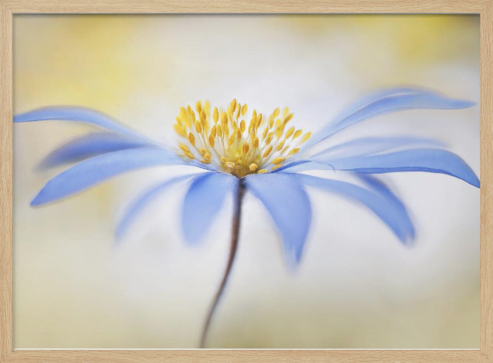 Anemone | Poster