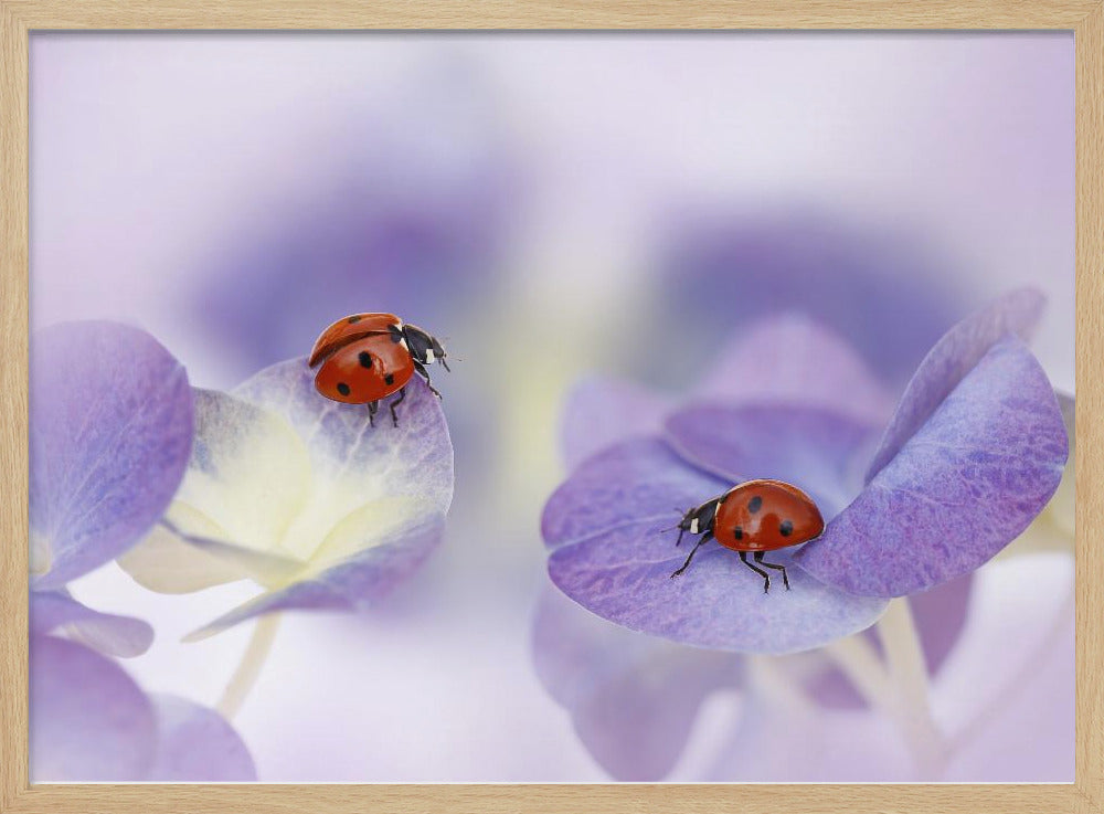 Red and purple | Poster