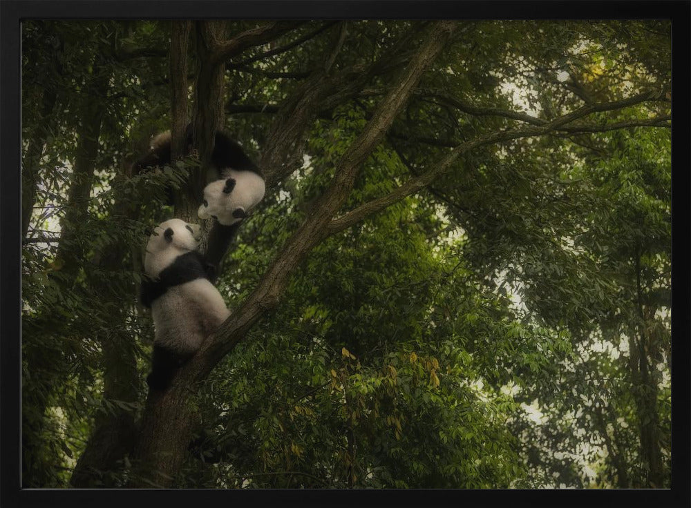 Panda | Poster