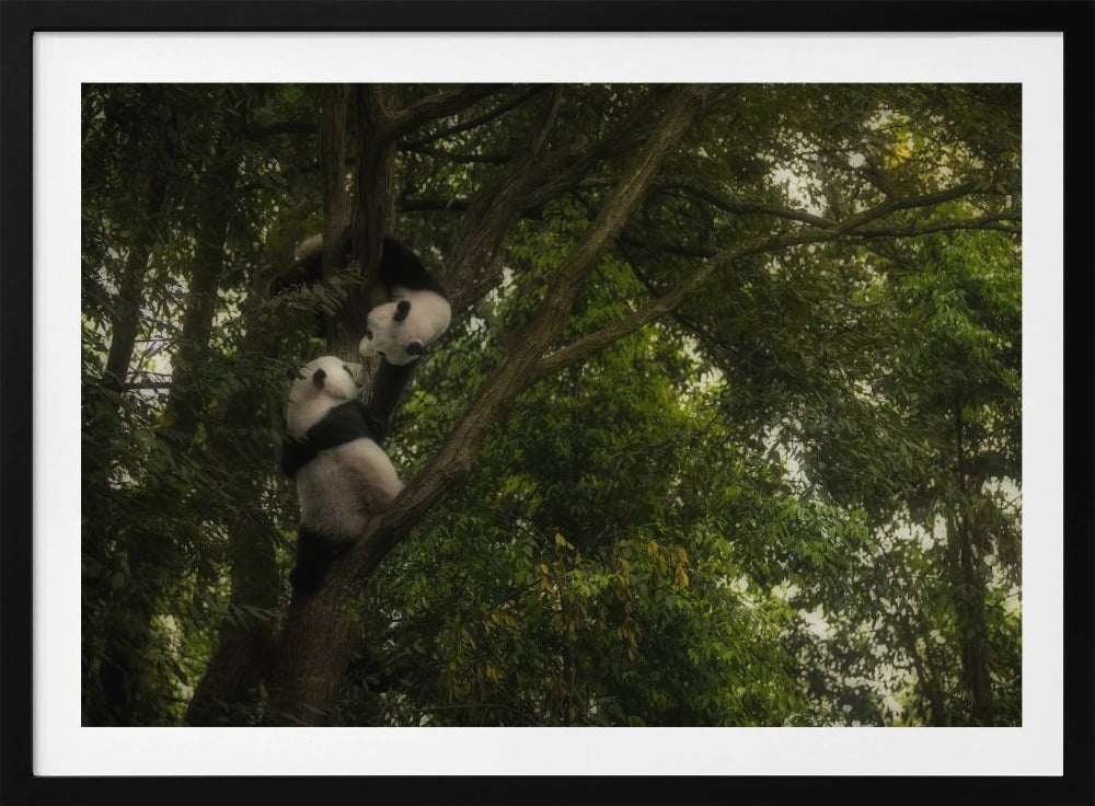 Panda | Poster