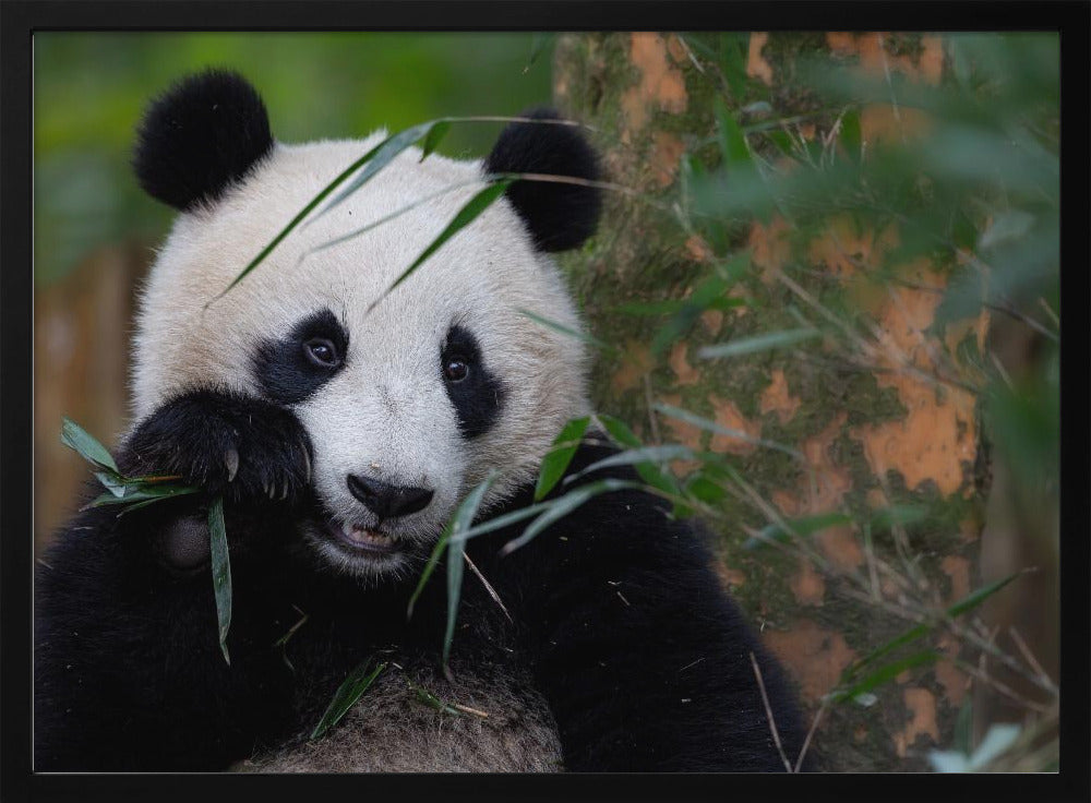 Bamboo Time | Poster