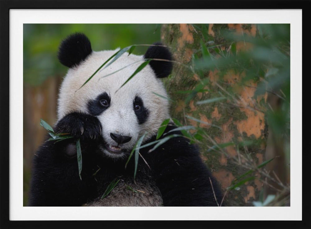 Bamboo Time | Poster