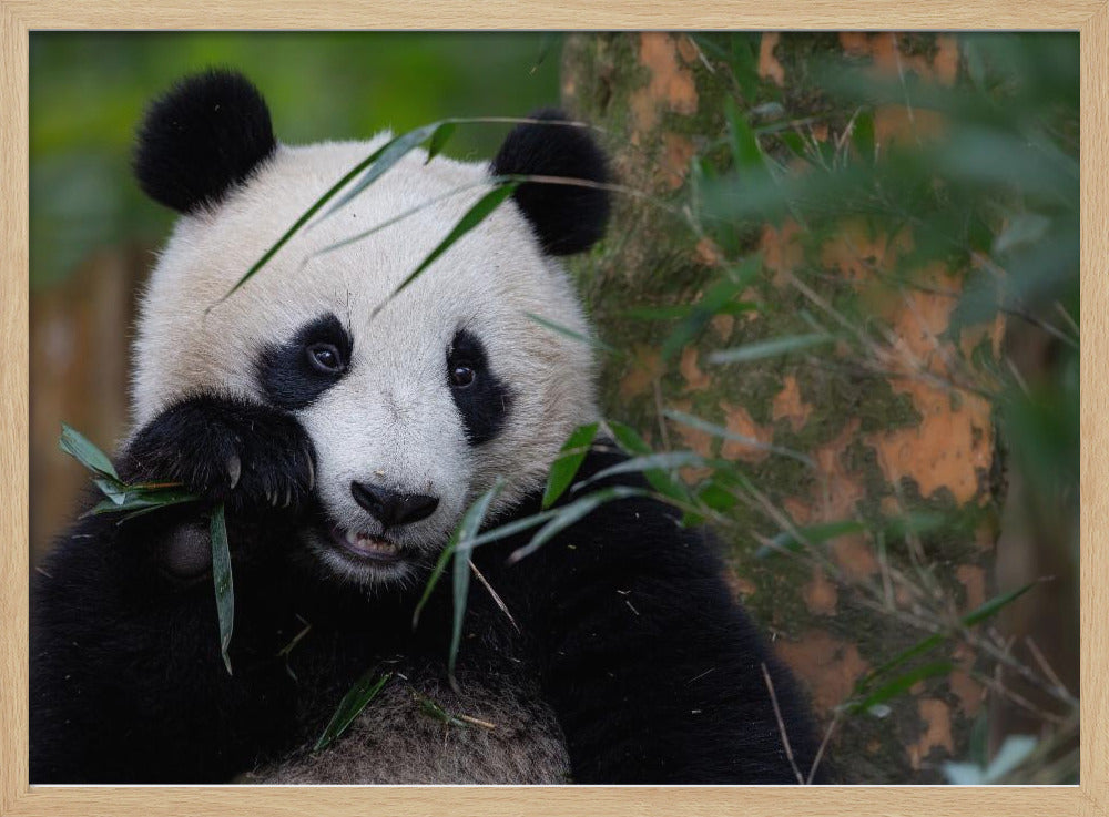 Bamboo Time | Poster