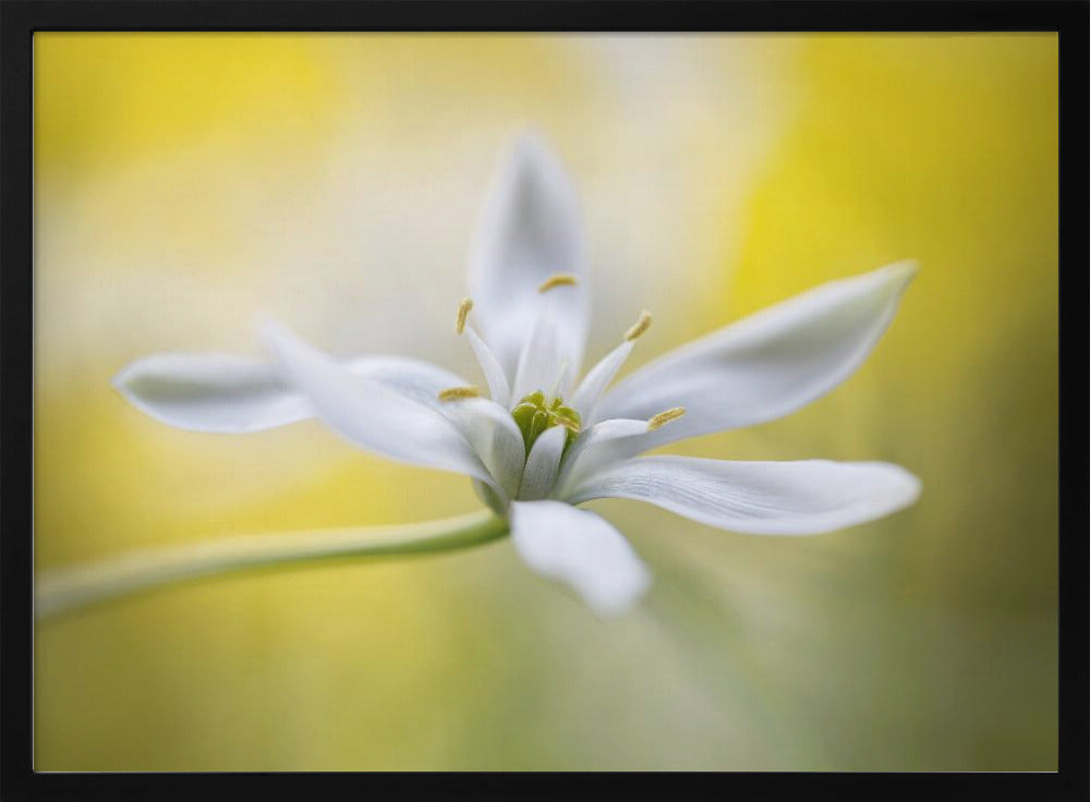 Ornithogalum | Poster