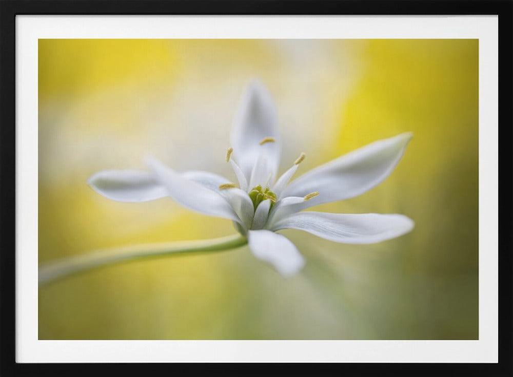 Ornithogalum | Poster