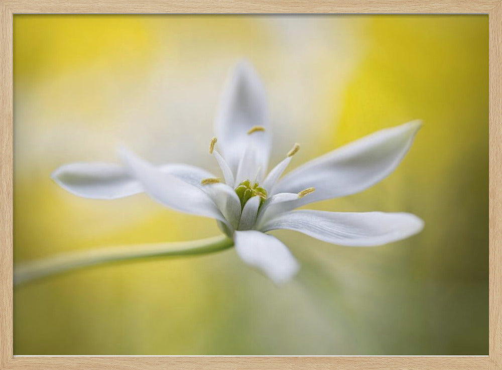 Ornithogalum | Poster