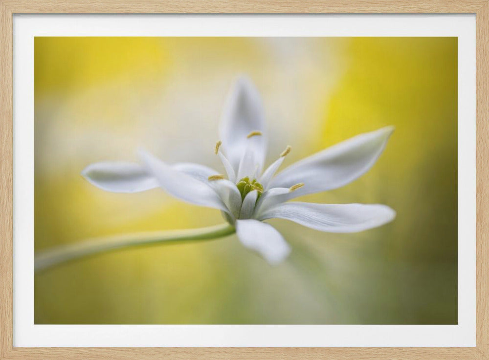 Ornithogalum | Poster