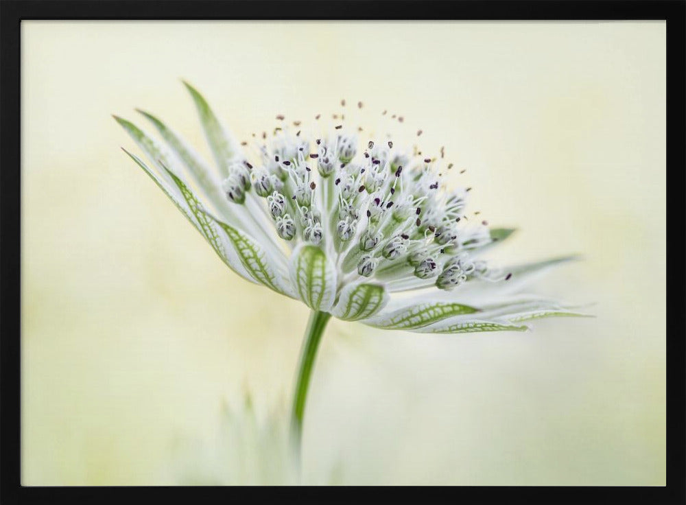 ~Astrantia~ | Poster