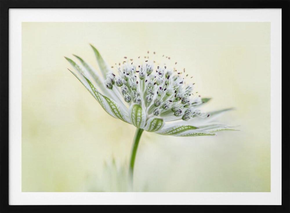 ~Astrantia~ | Poster
