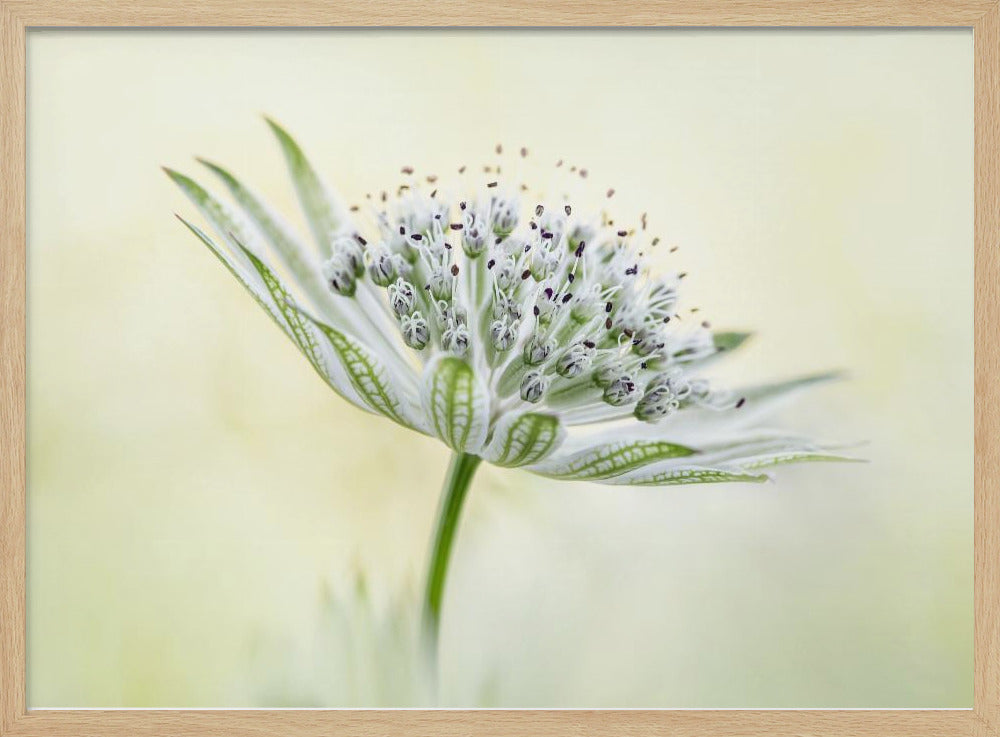 ~Astrantia~ | Poster