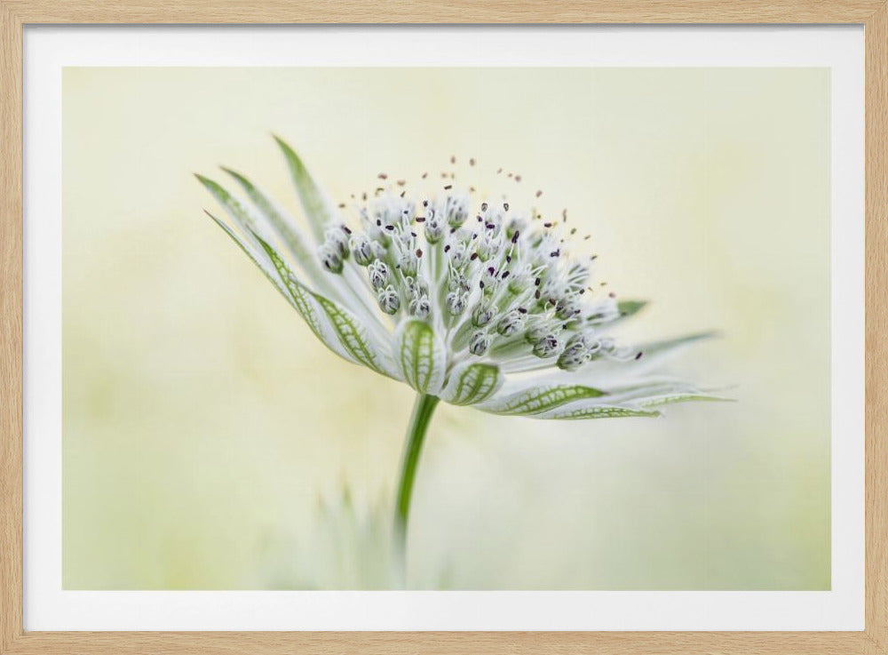 ~Astrantia~ | Poster