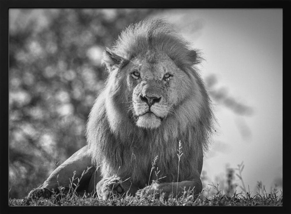 Monochromatic lion king | Poster