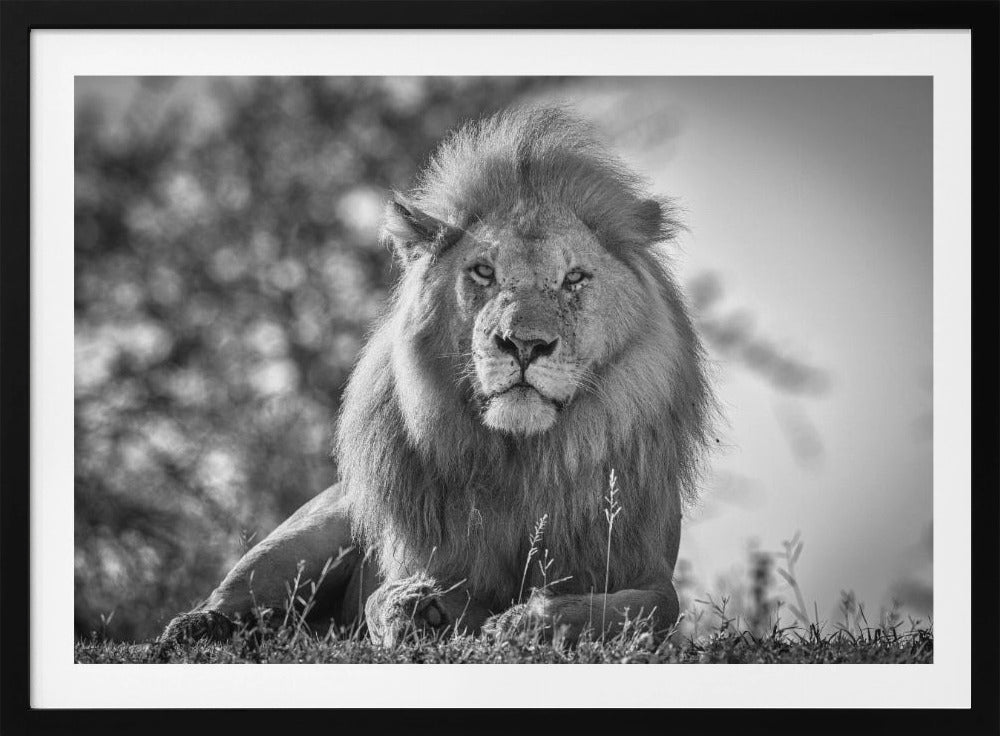 Monochromatic lion king | Poster