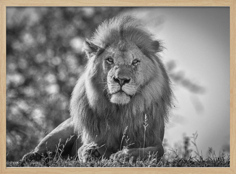 Monochromatic lion king | Poster