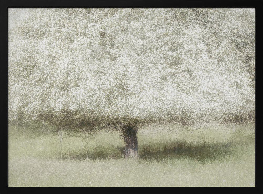 In the backyard | Poster