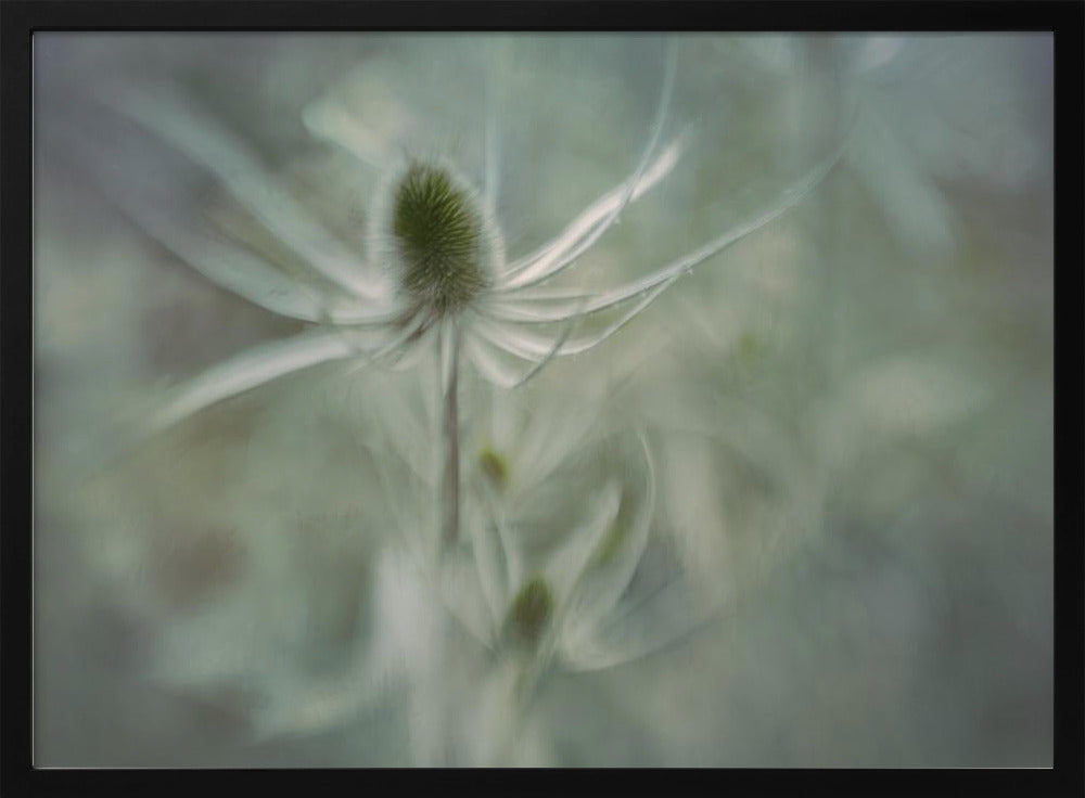 Teasel | Poster
