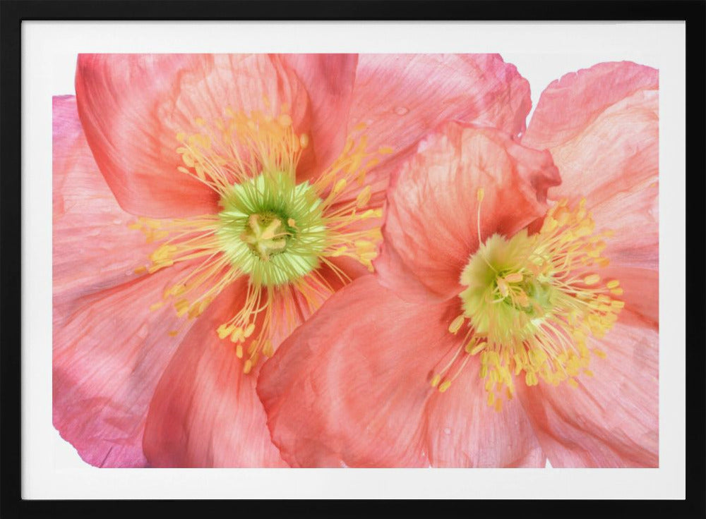 Papaver | Poster