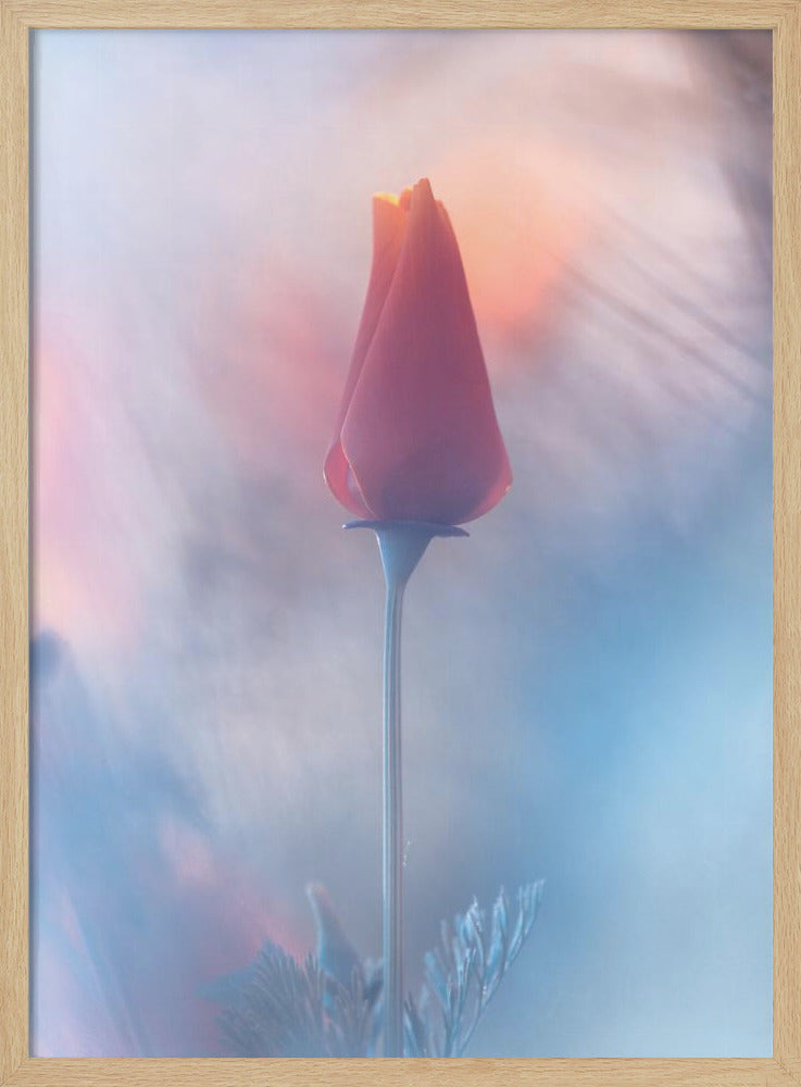 Douceur &amp; Volupté | Poster