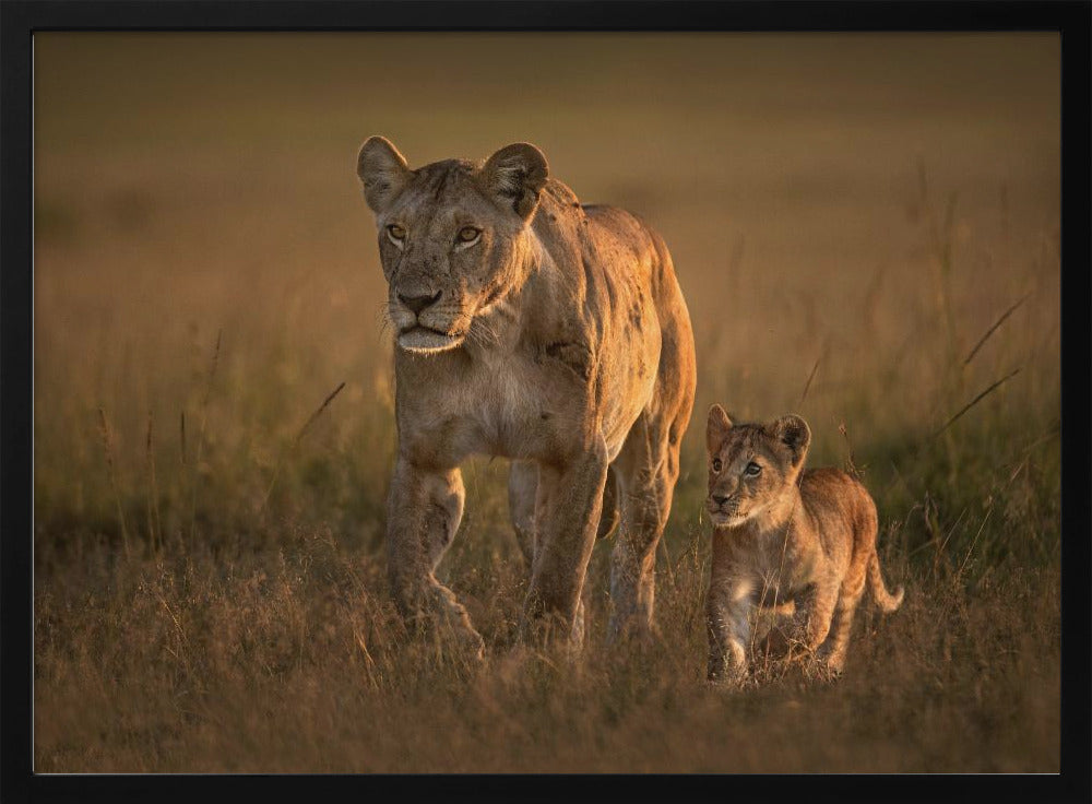 Mom lioness with cub | Poster