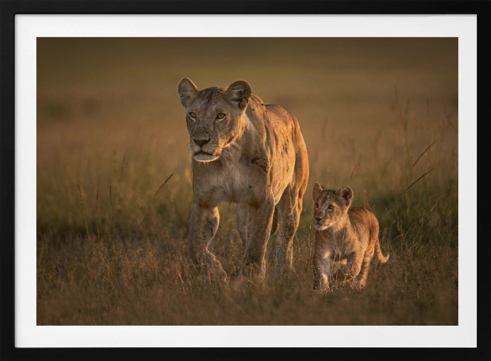 Mom lioness with cub | Poster
