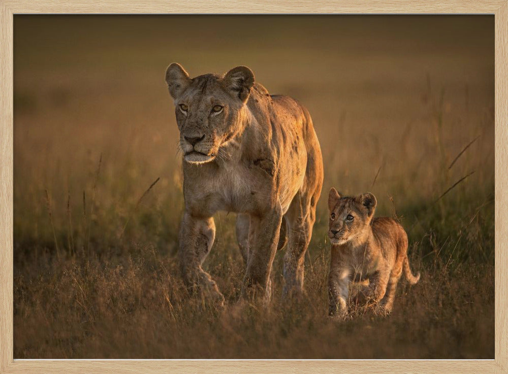 Mom lioness with cub | Poster