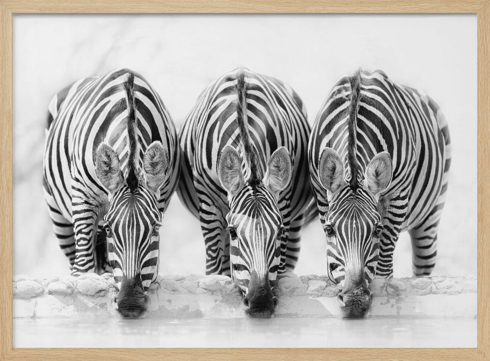 Zebras | Poster
