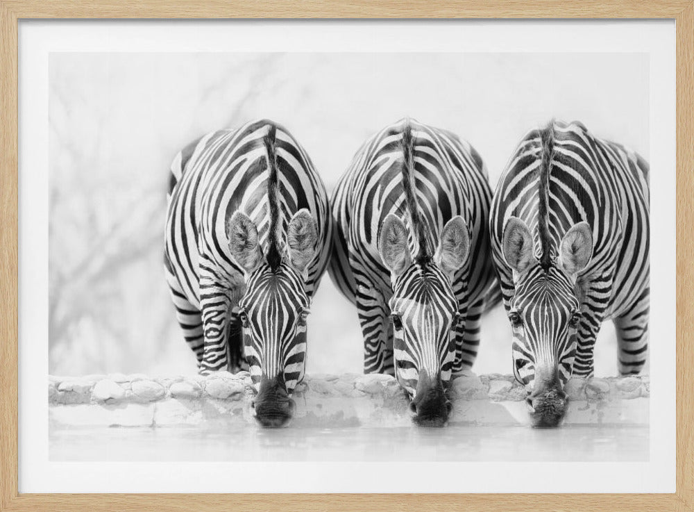 Zebras | Poster