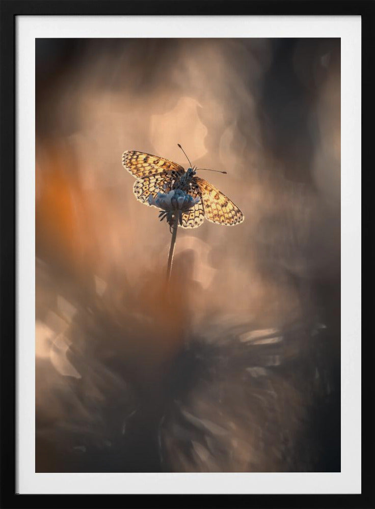 Naturally Framed | Poster