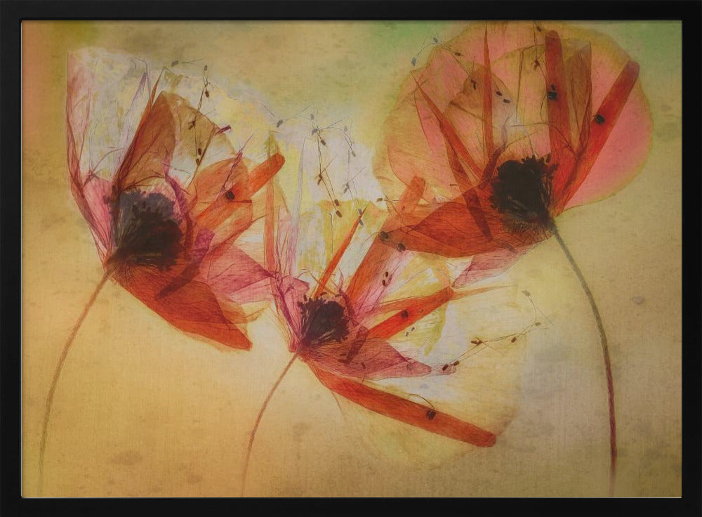 Poppy seeds | Poster