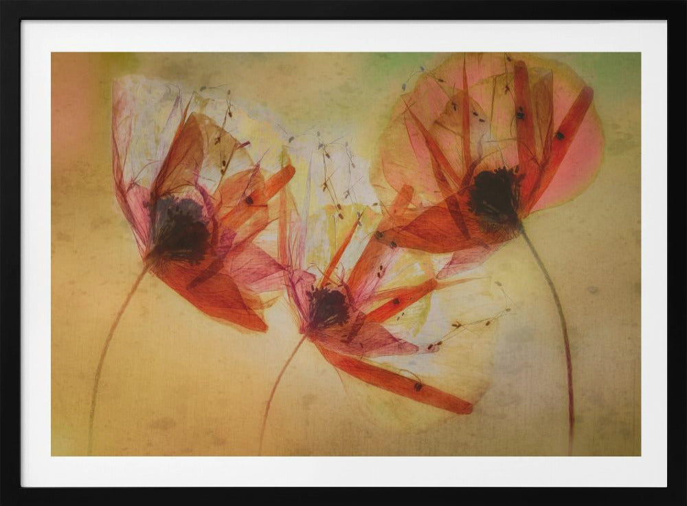 Poppy seeds | Poster