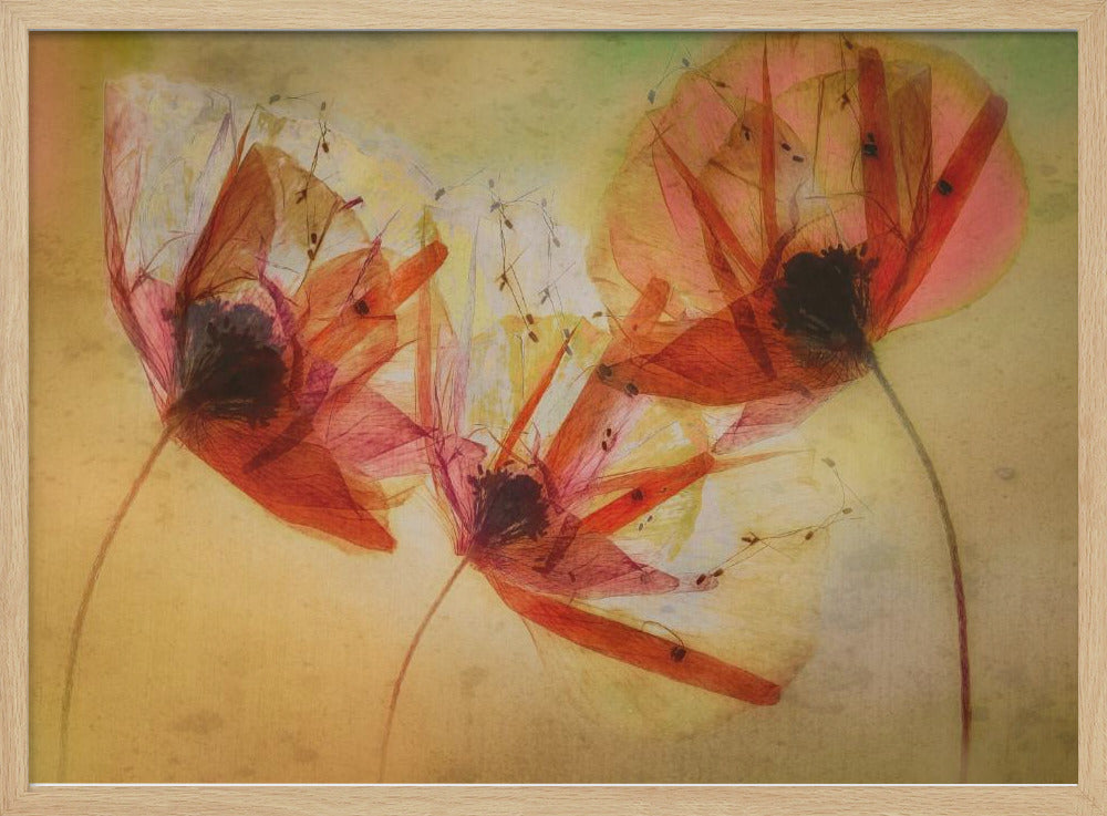 Poppy seeds | Poster