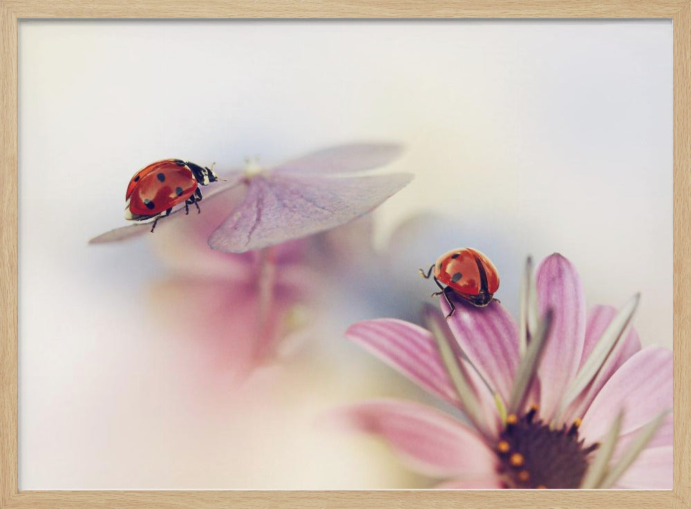 Last days of summer | Poster