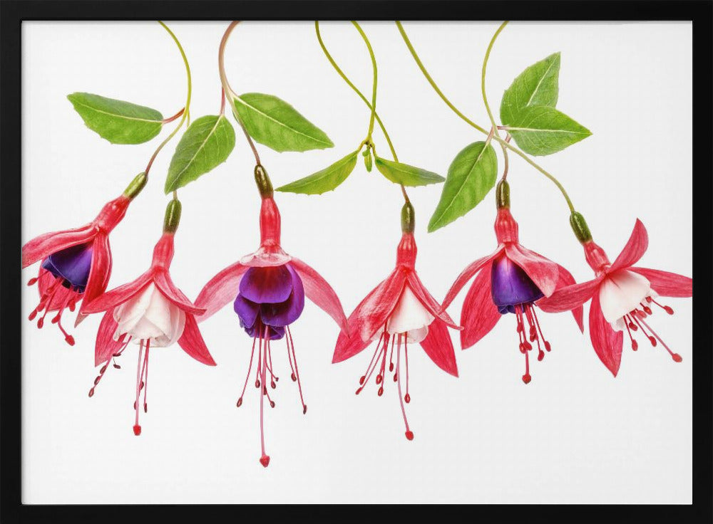 .Fuchsia. | Poster