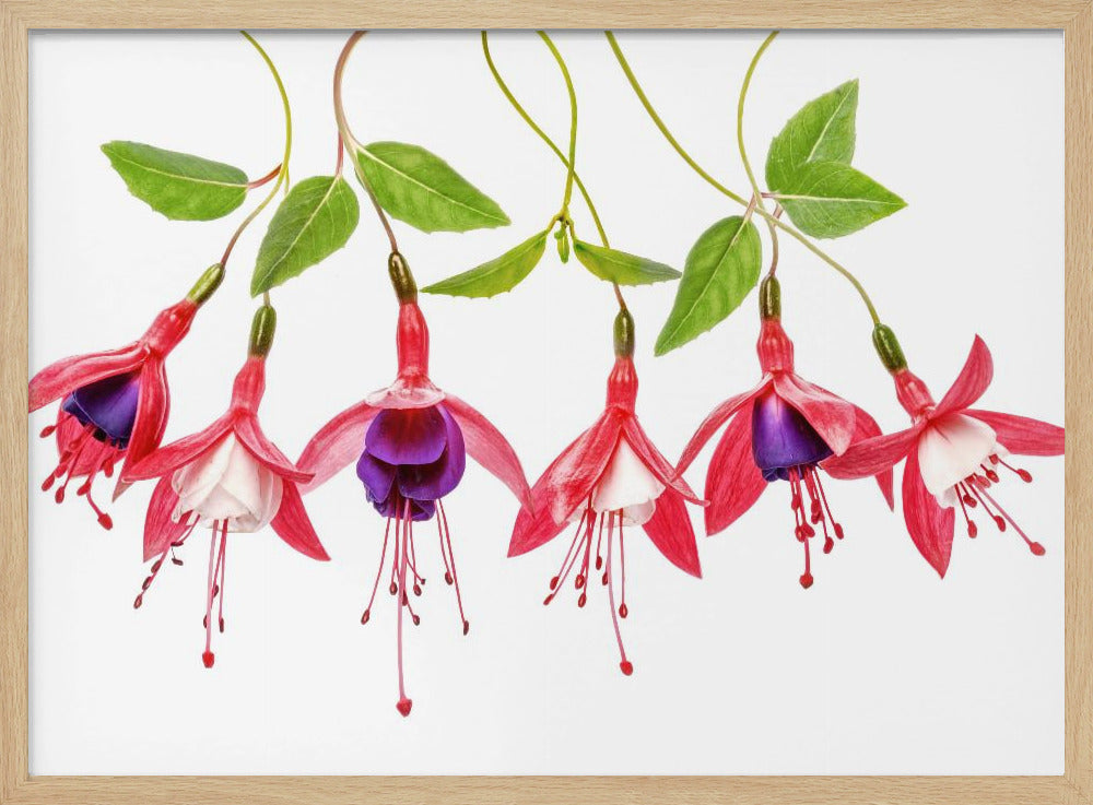 .Fuchsia. | Poster