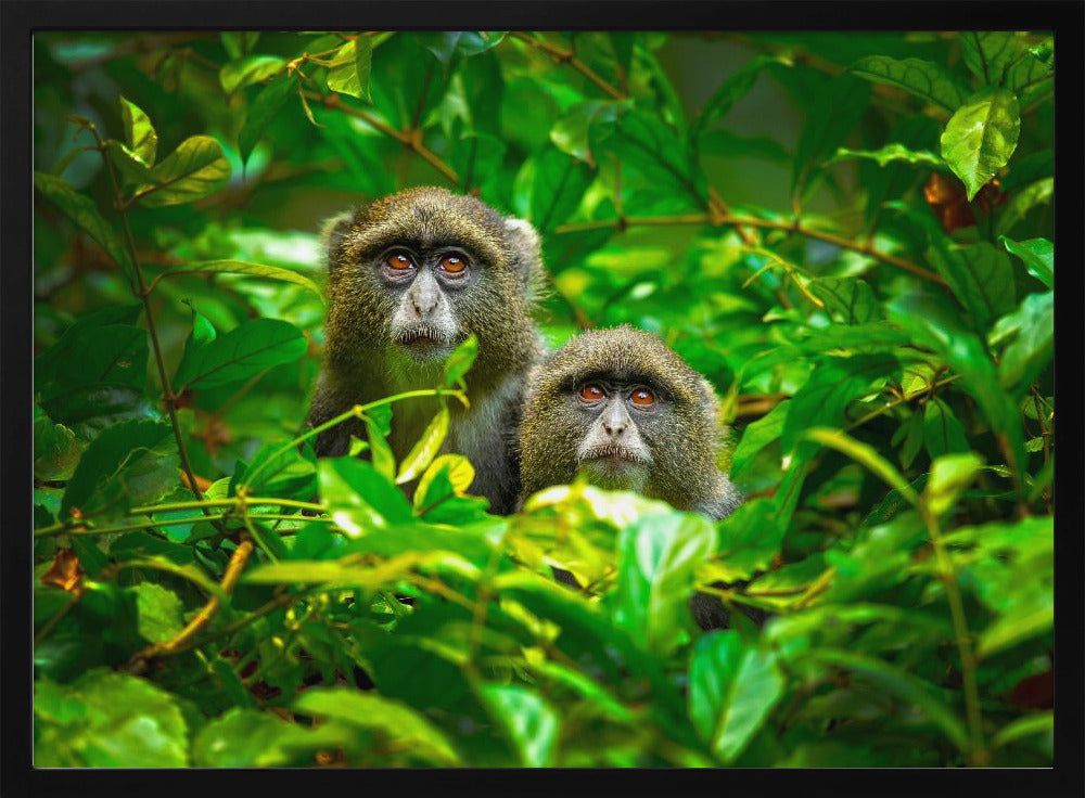 Blue Monkey | Poster