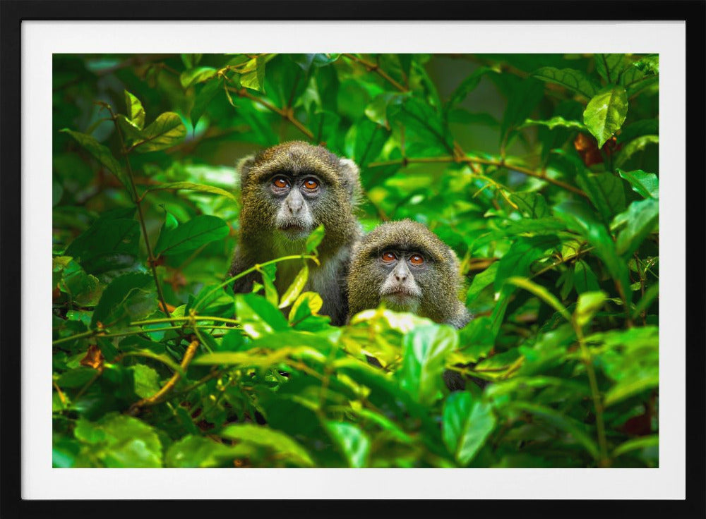 Blue Monkey | Poster