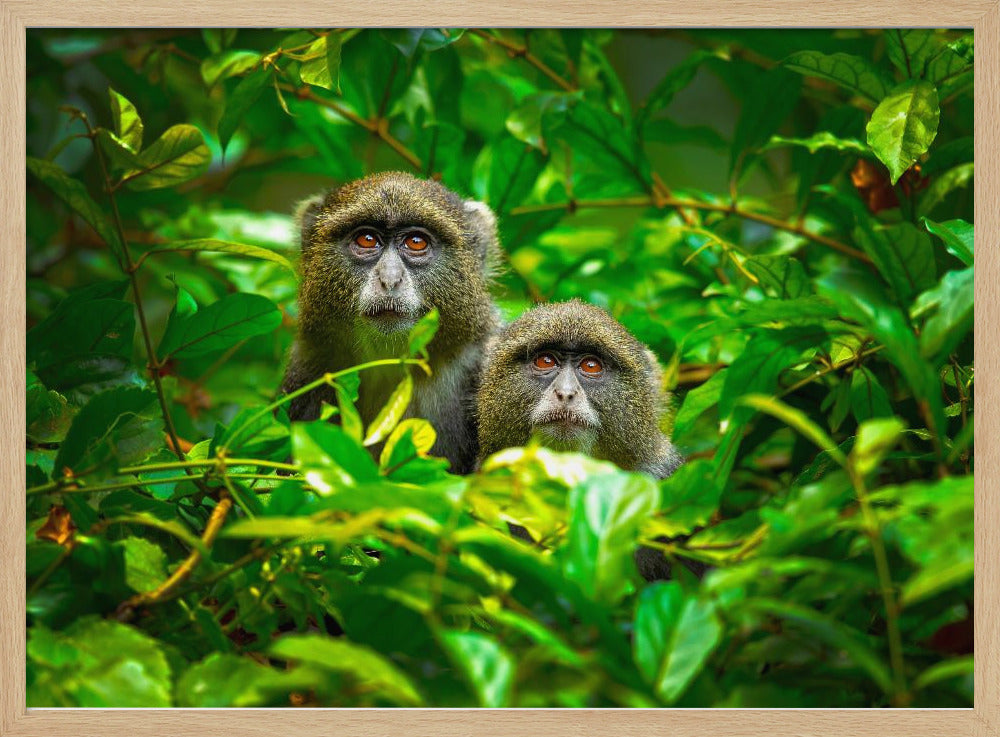 Blue Monkey | Poster